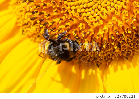 Bumble bee sitting on a thistle flower, closeup. Front view. Genus species Bombus 125789221