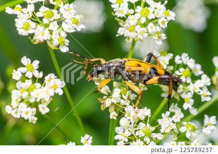 Close-up view of a brightly colored insect on delicate white flowers in a lush garden during a sunny day 125789237