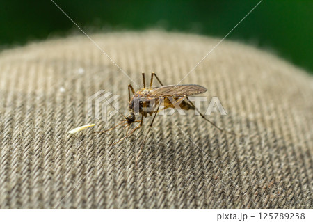 Closeup Aedes aegypti or common house mosquito 125789238