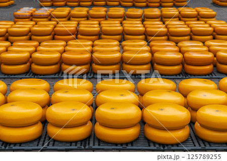 traditional cheese market in Alkmaar, Netherlands traditional cheese market in Alkmaar, Netherlands 125789255