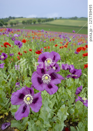 Typical spring landscape with poppies near Silica (Szilice), National Park Slovak Kras, Slovakia 125789495