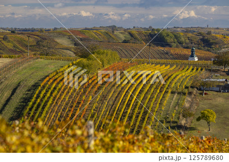 Autumn vineyard near Cejkovice, Southern Moravia, Czech Republic Autumn vineyard near Cejkovice, Southern Moravia, Czech Republic 125789680