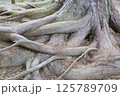 朽ちた木の根 125789709
