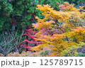 鮮やかな紅葉 125789715