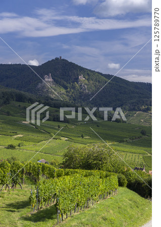 Typical vineyard near Hunawihr near Ribeauville Riquewihr, Haut-Rhin, Region Grand Est, Alsace, France 125789770