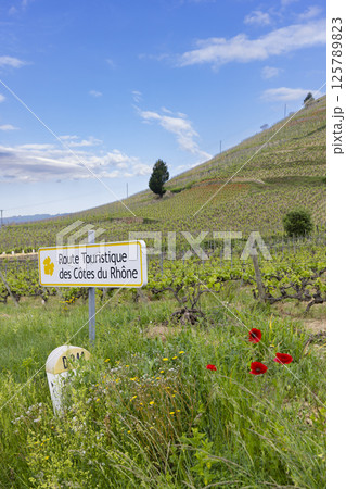 Typical vineyard with Wine road (Route Touristique des Cotes du Rhone) near Tain l'Hermitage, Cotes du Rhone, France 125789823