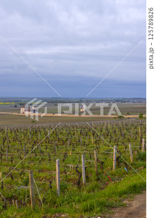 Typical vineyards near Clos de Vougeot, Cote de Nuits, Burgundy, France Typical vineyards near Clos de Vougeot, Cote de Nuits, Burgundy, France 125789826