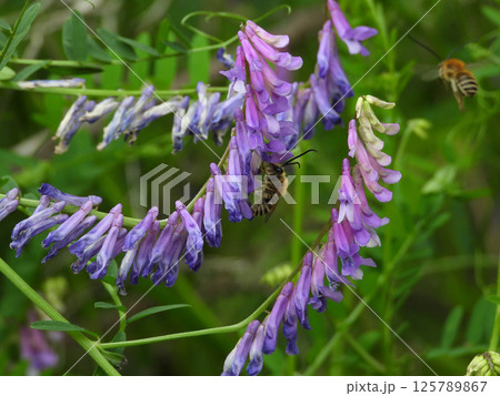 ナヨクサフジの蜜を吸うニッポンヒゲナガハナバチ(大阪市で2025年4月撮影) ナヨクサフジの蜜を吸うニッポンヒゲナガハナバチ(大阪市で2025年4月撮影) 125789867