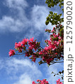 雨上がりのつつじ 125790020