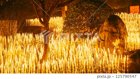 Beijing, China. Zigong Lantern Festival In Beijing. Amazing Glowing Lanterns In Form Of Ears Of Wheat. Lantern Festival In Beijing Garden Expo Park. National Intangible Cultural Heritage Of China Beijing, China. Zigong Lantern Festival In Beijing. Amazing Glowing Lanterns In Form Of Ears Of Wheat. Lantern Festival In Beijing Garden Expo Park. National Intangible Cultural Heritage Of China 125790547