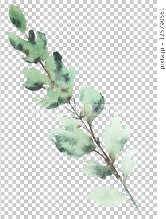 Watercolor twig with light green leaves isolated illustration, pastel wedding stationery element 125790561