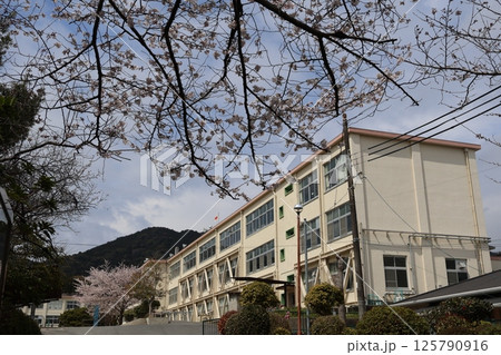 満開の桜の花の咲く木のある校庭と校舎のある小学校の風景 125790916