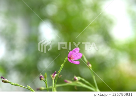 Talinum paniculatum pink flower and herbal blooming from branch in garden 125790931