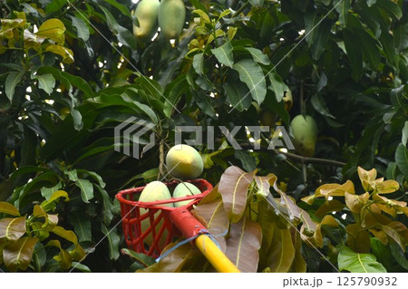 ripe mango tropical fruit hanging from branch on tree in garden picking by basket 125790932