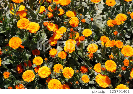 キンセンカ 125791401