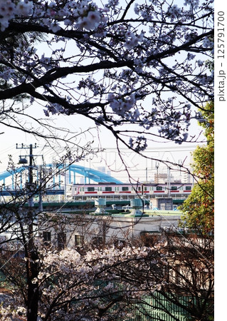 桜の花と東急東横線の電車（東京都大田区・多摩川台公園） 125791700