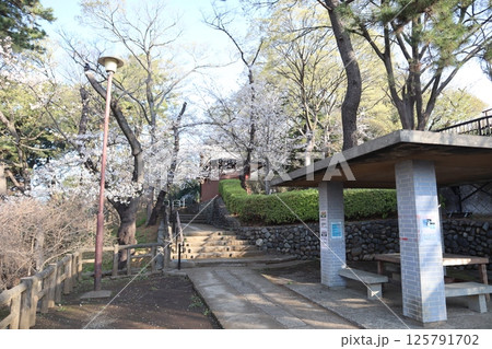 桜の季節の多摩川台公園(東京都大田区) 桜の季節の多摩川台公園(東京都大田区) 125791702