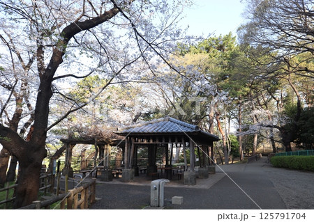 桜の季節の多摩川台公園(東京都大田区) 桜の季節の多摩川台公園(東京都大田区) 125791704