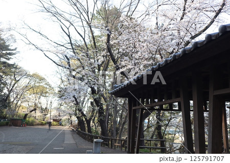 桜の季節の多摩川台公園（東京都大田区） 125791707