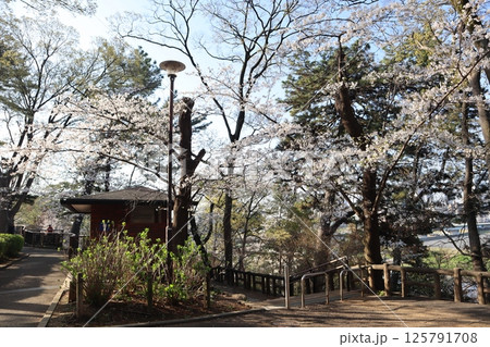 桜の季節の多摩川台公園(東京都大田区) 桜の季節の多摩川台公園(東京都大田区) 125791708