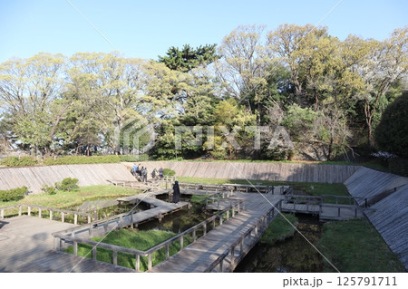 多摩川台公園の野草園（東京都大田区） 125791711