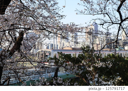 桜の花と東急東横線の電車(東京都大田区・多摩川台公園) 桜の花と東急東横線の電車(東京都大田区・多摩川台公園) 125791717