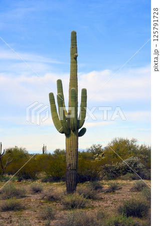 Landscape Sonora Desert Arizona 125791728