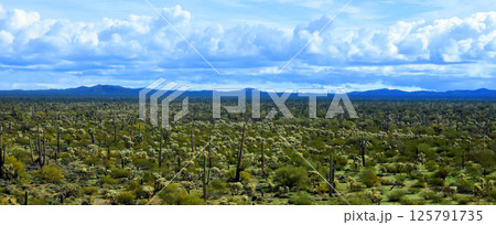 Landscape Sonora Desert Arizona Landscape Sonora Desert Arizona 125791735