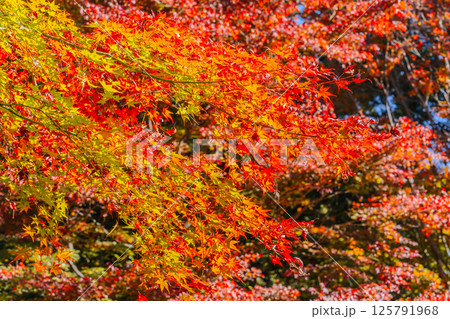 東京・高尾山の紅葉 125791968