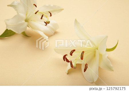 Flowers heads of white lilies on beige background. Mourning or funeral background. 125792175