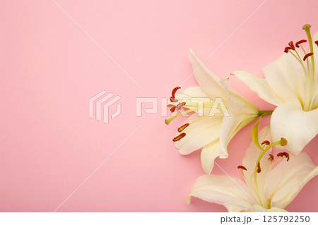 Flowers heads of white lilies on pink background. Mourning or funeral background. Flowers heads of white lilies on pink background. Mourning or funeral background. 125792250