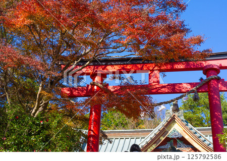 高尾山薬王院 本社前の鳥居と紅葉  125792586