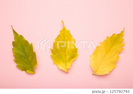 Autumn green and yellow leaf on pink background. Top view 125792793