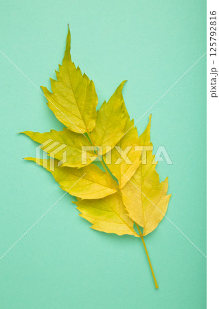 Colorful autumn leaf on mint background. Vertical photo 125792816