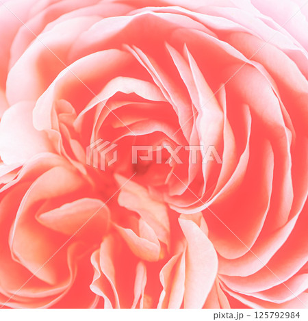 赤いバラ 125792984