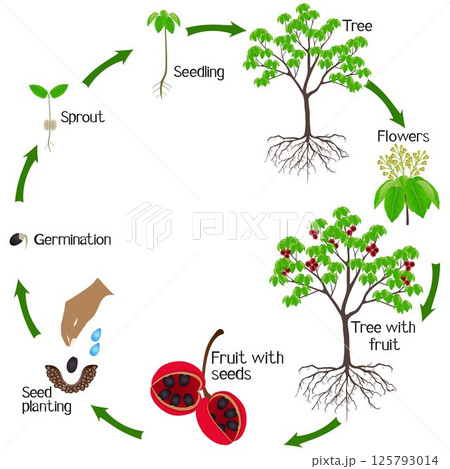 A growth cycle of sterculia quadrifida tree on a white. 125793014