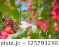 花いっぱいの竹富島の道 125793290