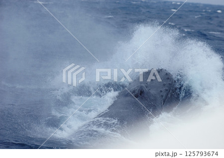 ザトウクジラ ザトウクジラ 125793674