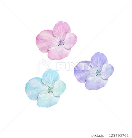 Petals of purple, blue and pink hydrangea hand drawn in watercolor. Isolated on a white background. 125793762