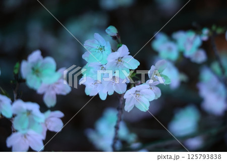 春の訪れを告げる河津桜 春の訪れを告げる河津桜 125793838
