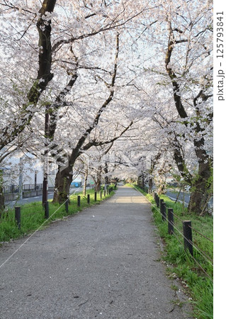 桜のある道 桜のある道 125793841