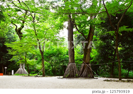 京都下鴨神社の参道　世界遺産の糺の森　賀茂御祖神社　京都観光スポット 125793919