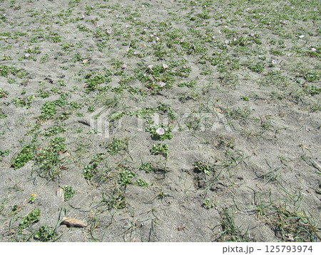 咲き始めた検見川浜のハマヒルガオ 125793974