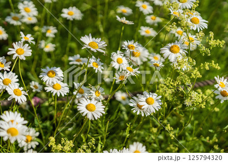Field of white daisies swaying in sunlight over lush green grass. Daisies evoke freshness, harmony, wild beauty of summer. Natural background Field of white daisies swaying in sunlight over lush green grass. Daisies evoke freshness, harmony, wild beauty of summer. Natural background 125794320