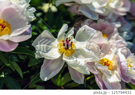 Delicate white peonies with yellow centers blooming in sunlit garden. Peonies evoke purity, soft exotic form. Summer natural floral background, wallpaper. Gardening, breeding, growing flowers 125794431