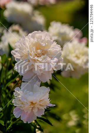 Close-up of light pink peony flower. Soft white peonies in full bloom glowing under spring sunlight. Peonies highlight garden beauty, floral harmony, seasonal freshness 125794446