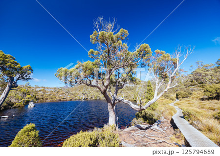 Wombat Pool at Cradle Mountain in Tasmania Australia Wombat Pool at Cradle Mountain in Tasmania Australia 125794689