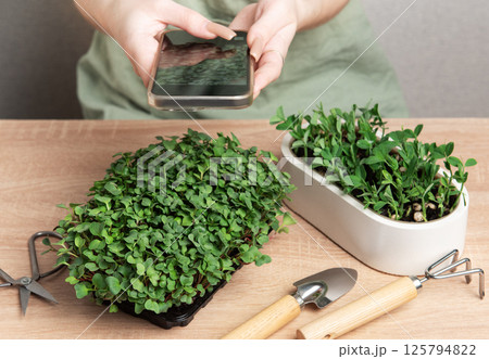 Woman taking photo of microgreens with smartphone, home gardening and healthy lifestyle Woman taking photo of microgreens with smartphone, home gardening and healthy lifestyle 125794822