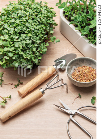 Microgreens gardening, cultivating fresh, nutritious sprouts at home 125794823
