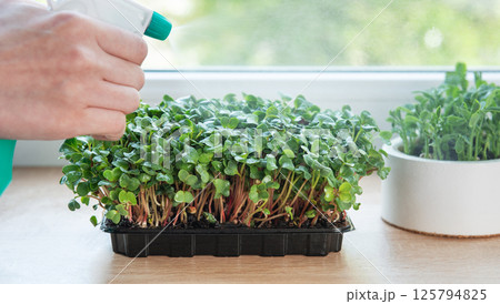 Gardener spraying microgreens growing in plastic containers on windowsill Gardener spraying microgreens growing in plastic containers on windowsill 125794825